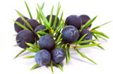 Juniper Berry